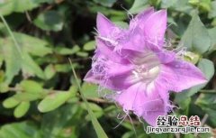 龙胆草的毒性毒性 龙胆草有没有毒