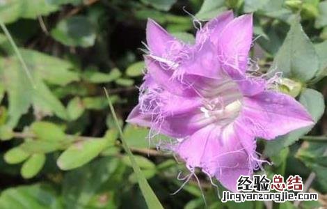 龙胆草的毒性毒性 龙胆草有没有毒