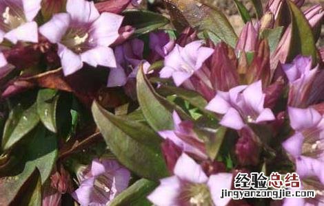 龙胆草的毒性毒性 龙胆草有没有毒