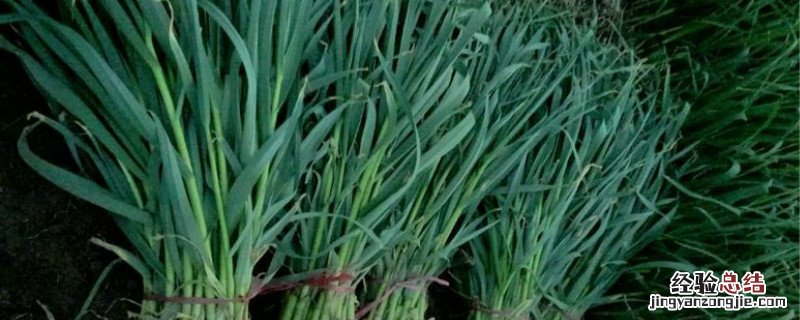 蒜苔是什么 蒜苔是什么菜