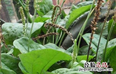 车前草种植技术 车前草种植技术视频