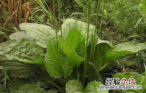 车前草种植技术 车前草种植技术视频