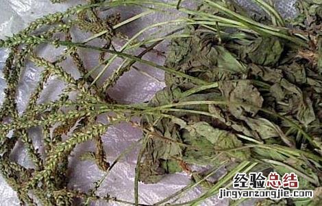 车前草的产地分布 车前草产自哪里