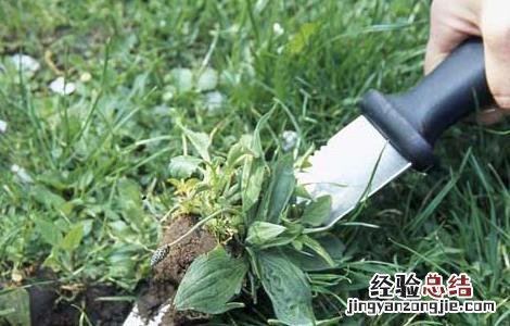 车前草的产地分布 车前草产自哪里