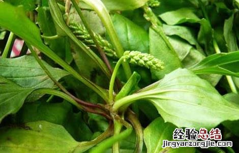 车前草的产地分布 车前草产自哪里