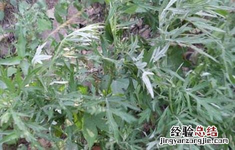 艾草的产地分布 艾草的产地分布图