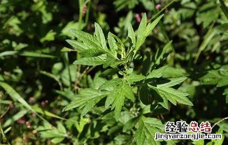 艾草的产地分布 艾草的产地分布图