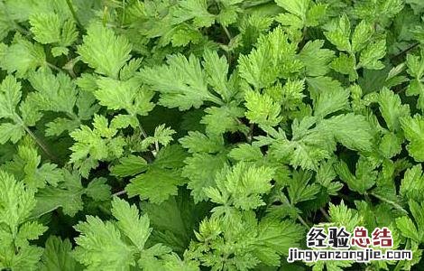 艾草的产地分布 艾草的产地分布图