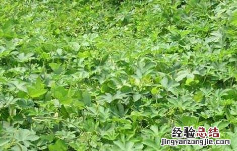 葛根种植技术致富经 葛根种植技术