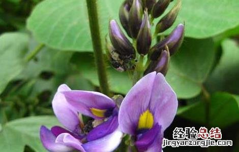 葛根种植技术致富经 葛根种植技术