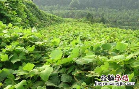 葛根种植技术致富经 葛根种植技术