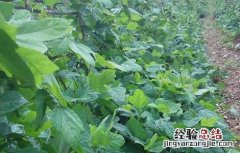 葛根种植技术致富经 葛根种植技术