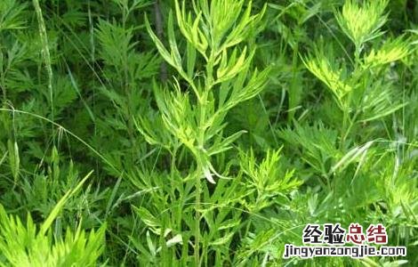 艾草种植技术最新研究进展 艾草种植技术