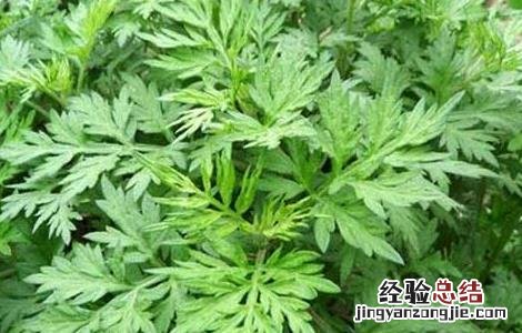 艾草种植技术最新研究进展 艾草种植技术