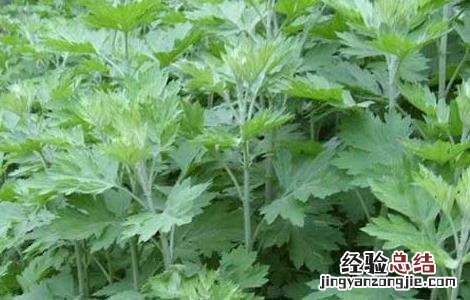 艾草种植技术最新研究进展 艾草种植技术