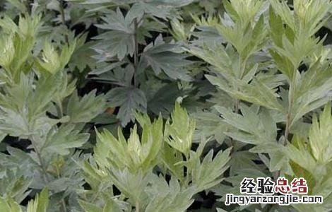 艾草种植技术最新研究进展 艾草种植技术