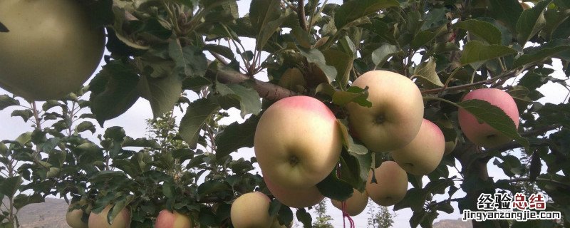 苹果种子的传播方式绘本图 苹果种子的传播方式