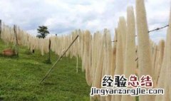 丝瓜络的营养价值 丝瓜络的营养价值及功效