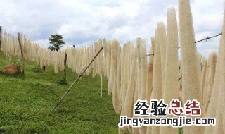 丝瓜络的营养价值 丝瓜络的营养价值及功效