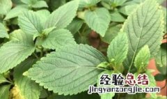 溪黄草的功效有哪些 溪黄草的营养价值