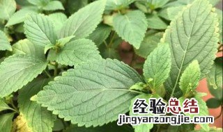溪黄草的功效有哪些 溪黄草的营养价值