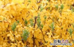 连翘的繁殖方法 连翘的繁殖方法视频