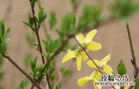 连翘的繁殖方法 连翘的繁殖方法视频