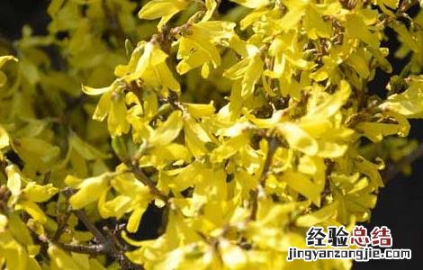 连翘的产地分布 连翘的主要产地