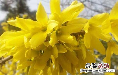 连翘的产地分布 连翘的主要产地