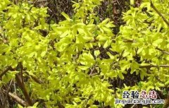 连翘的产地分布 连翘的主要产地
