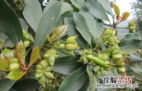 八角树种植技术 八角树种植技术与管理