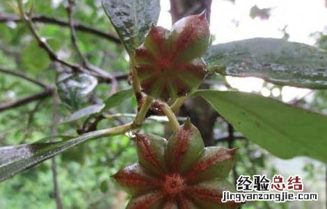 八角树种植技术 八角树种植技术与管理