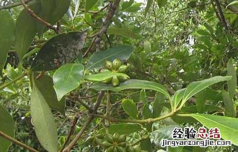 八角树种植技术 八角树种植技术与管理