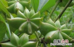 八角树种植技术 八角树种植技术与管理