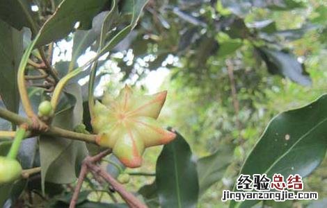 八角树种多久结果 八角树多长时间结果