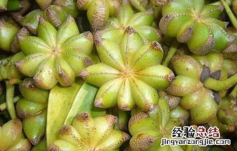 八角树种多久结果 八角树多长时间结果