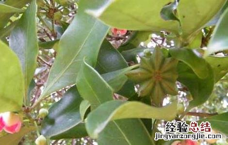 八角树的繁殖方法 八角树的繁殖方法有哪些
