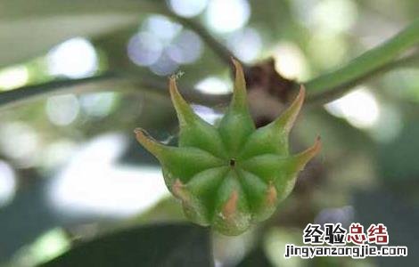 八角树的繁殖方法 八角树的繁殖方法有哪些
