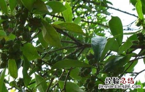 八角树的繁殖方法 八角树的繁殖方法有哪些