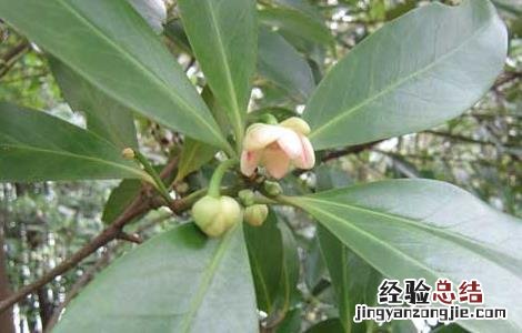 八角树的繁殖方法 八角树的繁殖方法有哪些