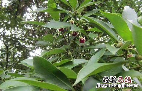 八角树的种植条件是什么 八角树的种植条件