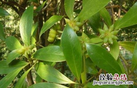 八角树的种植条件是什么 八角树的种植条件