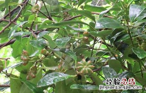 八角树的种植条件是什么 八角树的种植条件