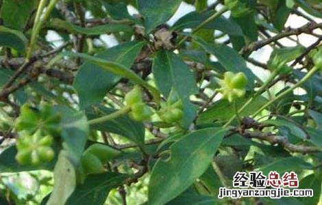 八角树的种植条件是什么 八角树的种植条件