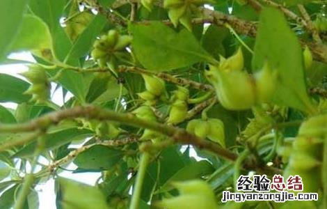 八角树的种植条件是什么 八角树的种植条件