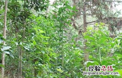 八角树的种植条件是什么 八角树的种植条件