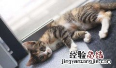 给公猫做绝育多长时间 给公猫做绝育多长时间做一次