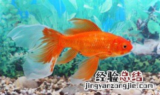 周公解梦鱼