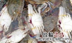 梭子蟹肥瘦怎么辨别 辨别梭子蟹肥瘦的技巧