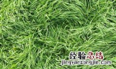 麦冬不能和什么一起吃 麦冬的介绍